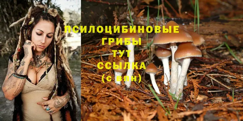 МЕГА tor  Шахунья  Псилоцибиновые грибы Psilocybe 